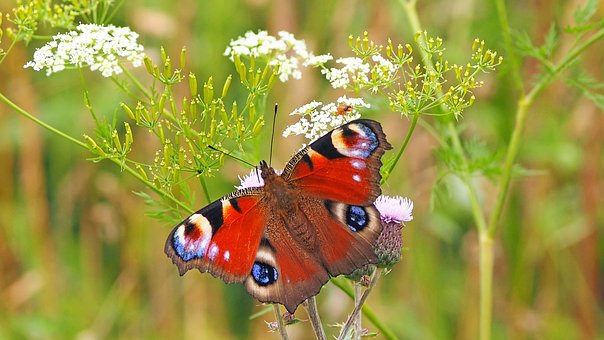 Image of a peacock butterfly